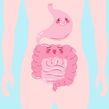 cartoon intestine and stomach