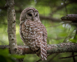 Barred Owl