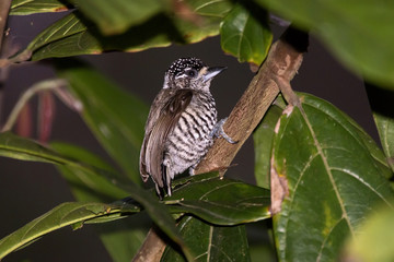 White-barred Piculet