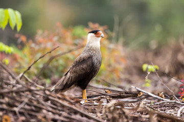 Southern crested caracara