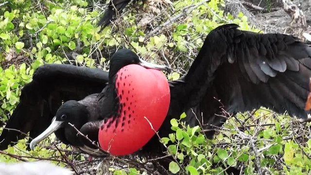 Magnificent frigatebird stretches wings, Galapagos
