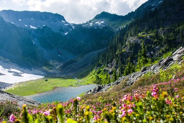 Blue heath or Purple mountain heather (Phyllodoce caerulea) flowers with the mountains and Austin Pass Lake in Heather Meadows North Cascades, WA, USA © SoisudaS