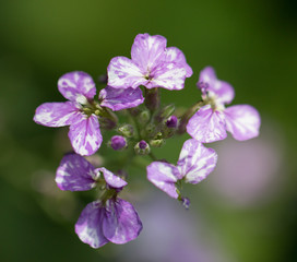 Lilac little flowers