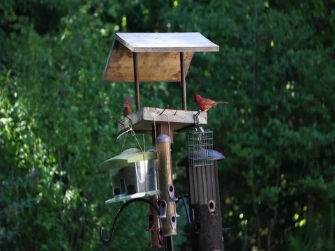 A male and female cardinal eating seeds from a bird feeder.