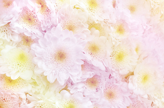 white daisy flower