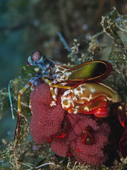 Mantis shrimp with eggs (Odontodactylus scyllarus)