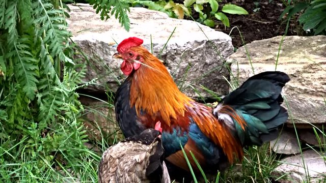 Chinese rooster and chicken