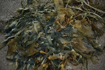 seaweed on the sand