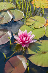 Fototapete bei efototapeten.de bestellen   