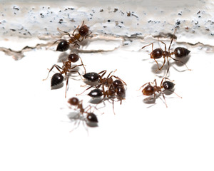 Ants on white background