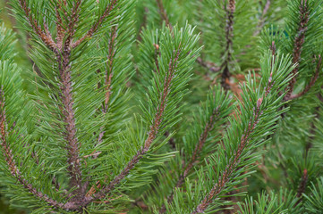 Coniferous trees macro