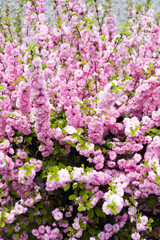 Fototapeta premium Pollinating bees