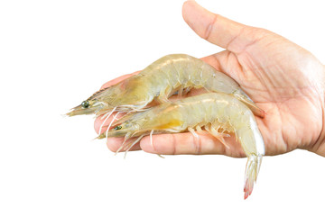 Young woman hand holding  fresh prawn, fresh shrimp