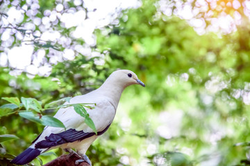 white birds on tree branch in the forest.