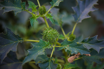 Vegetation in the forest