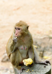 Monkey sitting  and  eating corn