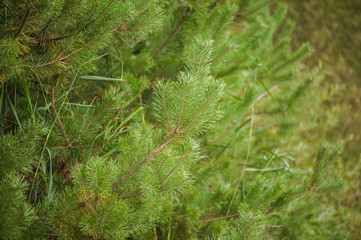 Coniferous trees macro