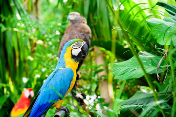 Wild parrot bird, parrot Macaw, Ara ambigua. Wild rare bird in the nature habitat.