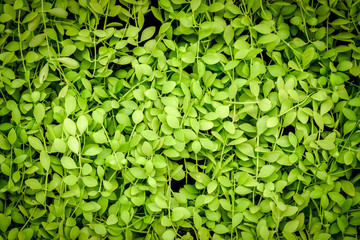 Green leave texture background