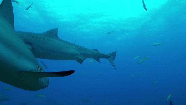 Herd of sharks in Bahamas, underwater POV