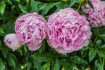 Blooming pink hydrangeas