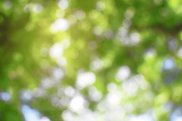 Obraz premium Defocus leaves green of the trees for background