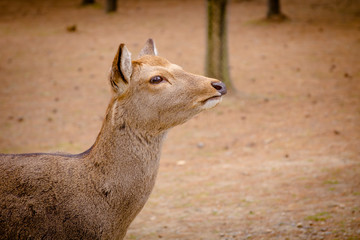 deer roam free in Nara Park, Japan.