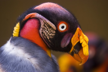 King Vulture