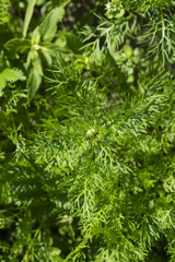 Flower of chamomile flower and green leaves.