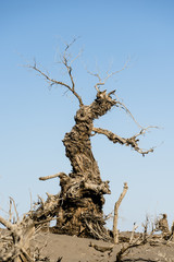 A dead poplar tree in outdoor