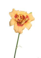 Blooming double daylily  