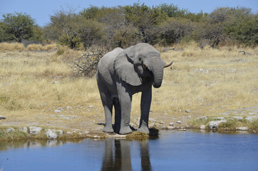 Obraz premium Trinkender Elefant