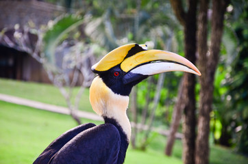 Oriental Pied-hornbill , small beautiful hornbill from Southeast Asian forests and woodlands, Thailand