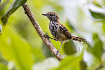 Rusty-backed antwren