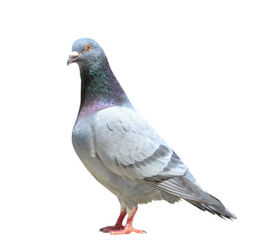 full body of male homing pigeon bird isolated white background