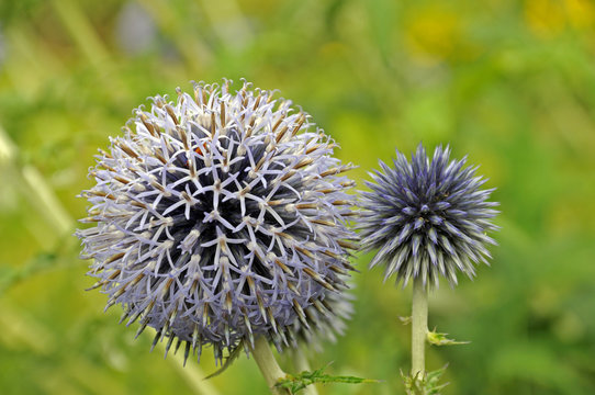 blaue Zierdistel