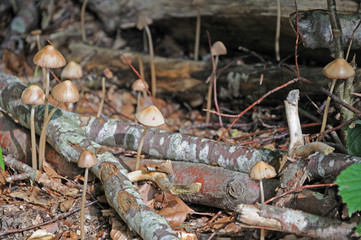 Faserlinge auf Waldboden