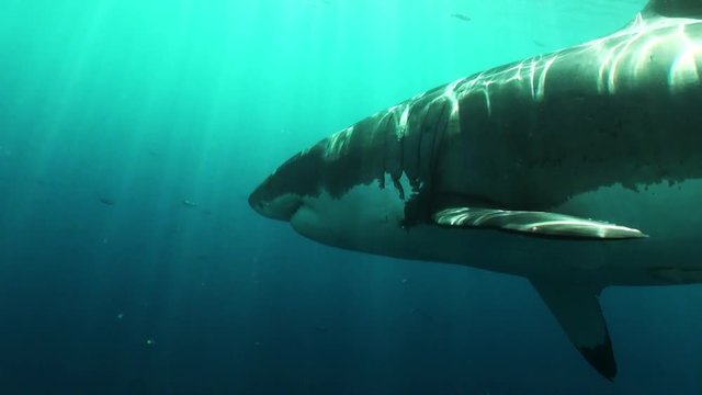 Giant great white shark swims in Pacific Ocean, POV