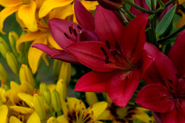 Цветок лилии 1