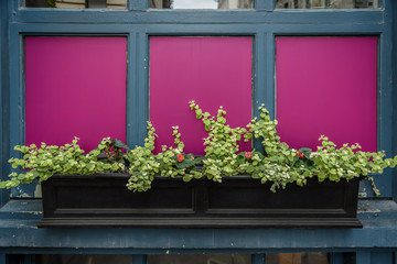 Colorful pink or magenta window flower box in Montreal
