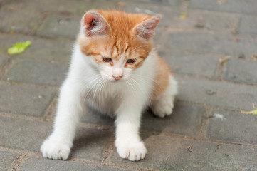 White-orange homeless kitten sitting on the street.