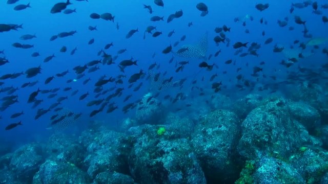 Manta rays swim through schools of fish, Galapagos