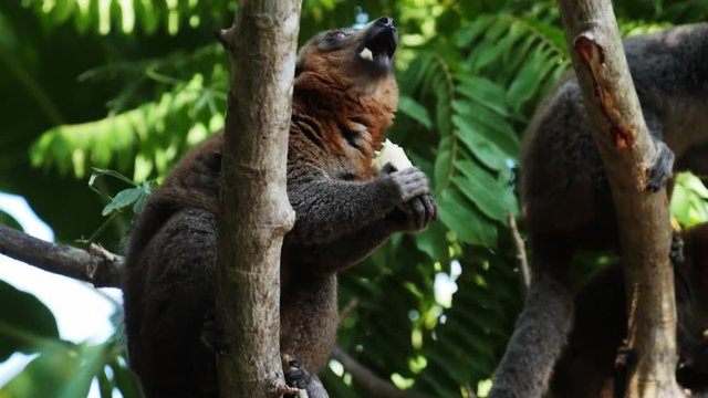 Mongoose lemur eats banana on tree, Comoros