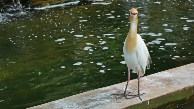 Cattle Egret standing and looking around.