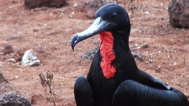 Magnificent frigatebird looks around, Galapagos