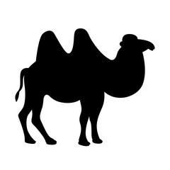 camel vector illustration  black silhouette