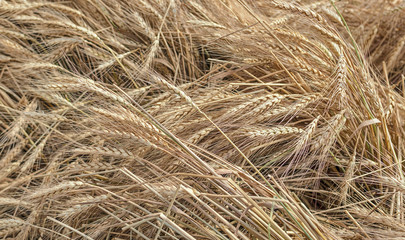 Golden wheat in the sun