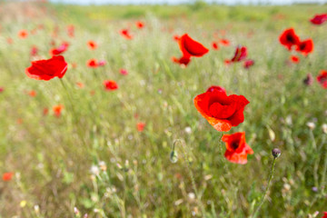 green and red beautiful poppy flower field background