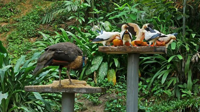Pied Imperial Pigeon and Great Argus Pheasant are feeding at KL Bird Park, Malaysia