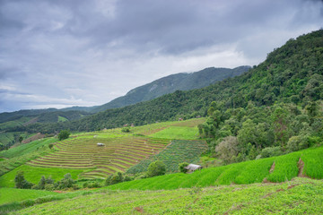 Fototapeta na wymiar beautiful green rice fields with blue sky